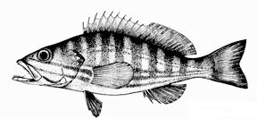 Serranus cabrilla_claves